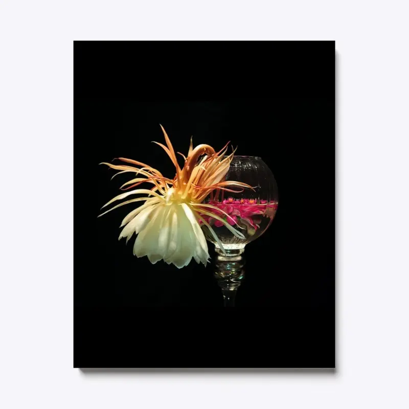 Night Blooming Cereus flower