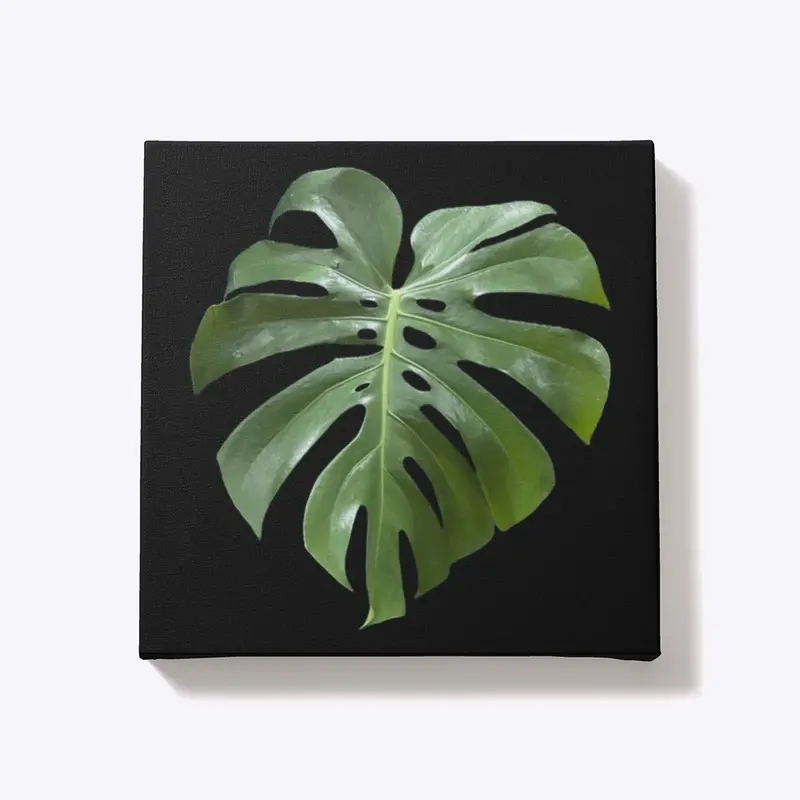 Monstera Deliciosa