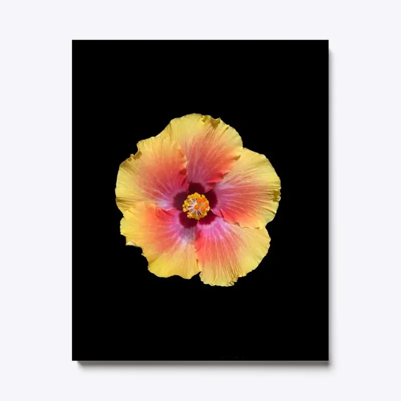 Hibiscus Flower